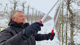 Cięcie ręczne i poziome cięcie mechaniczne jabłoni – Jos de Wit