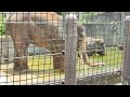 間雨★②インドゾウ・印度象・リュウトくん・リュウカちゃん★indian_elephant ・・・沖縄こどもの国・okinawa zoo u0026 museum 20220530