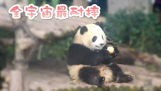 《熊貓主題趴》成為合格大熊貓的第一步：耐摔 | iPanda熊貓頻道