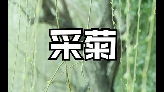 《采菊》东篱下，悠然见南山？ ——卦者灵风