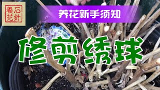 绣球花修剪要点 - 四大类绣球花 - 强烈建议新手看一下！（友情提示：小院初春非常乱，植物刚从冷藏室搬出来，全是枯枝状态，请多包含）