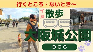 【困った時は大阪城公園！】犬とおさんぽ楽しいな♪