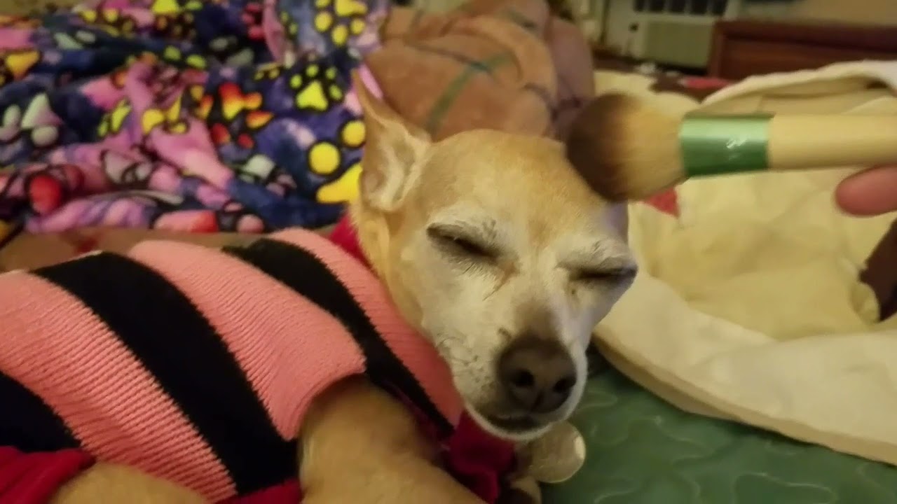 Asmr On My Dog Youtube