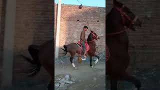 beautiful chalbaz horse of pakistan showmanship 2022