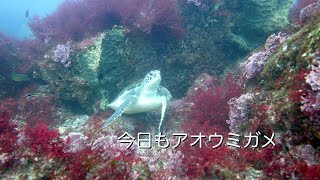 今日もアオウミガメ 館山 西川名 202401h【4K】