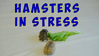 Hamster in stress! Experiment!