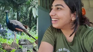 My Village Home Tour in Malappuram, Kerala *Peahen spotted* | Salma Banu #dailyvlogs