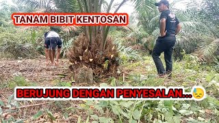 CONTOH BIBIT SAWIT YANG MERUGIKAN DAN MEMBUAT PENYESALAN..