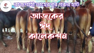 আজকের ঈদ কালেকশন | ঈদকে কেন্দ্র করে তাহেরপুর গরুর হাটের গরু গুলো ঘুরে দেখলাম | #rajshahi_cow_lovers