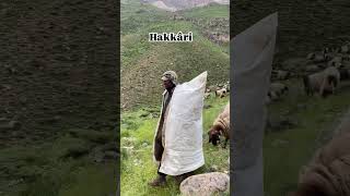 #shorts #shortvideo #kurdistan #hakari #کوردستان #kurdistannature #beauty #sheep #love