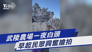 武陵農場一夜白頭 早起民眾興奮搶拍｜TVBS新聞 @TVBSNEWS01