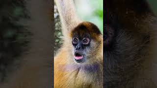 ලෝකයේ සිටින අමුතුම වඳුරු විශේෂ 10ක් / Tip Top 10 Monkey species in the World 🙈🐒