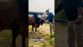 Heavyweight Shahiwal Bull with Huge Hump of Royal Ranch in Chattogram #shorts