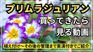 【サクッと説明】プリムラジュリアンの植え付け方からその後の管理の方法まで実演付きでご紹介します。