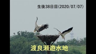 渡良瀬遊水地コウノトリ雛　生後３８日目（2020/07/07）