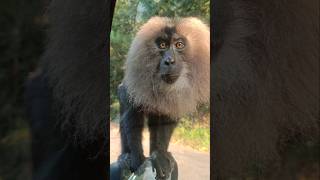 സിംഹ വാലൻ lion-tailed macaque #animals #wildlife #nature #shortsfeed #wildlifephotography #travel