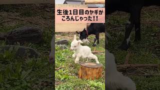 生後1日目子ヤギがクラッシュ！ #shorts #animals #goat #baby #ヤギ