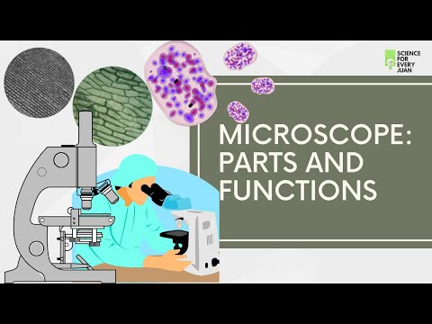What are the illuminating parts of the microscope and their functions?