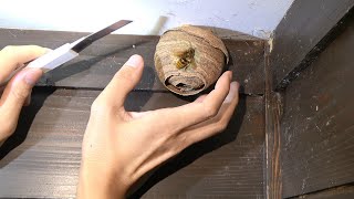 I cried when I plucked a cute hornet's nest and let it loose in my house