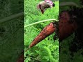 carrot farm in munnar pluck live carrots from horticorp farm ep2 26 august 2021