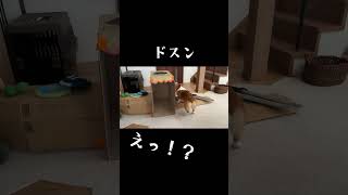 子供が作ったお店を一瞬で潰すコーギー