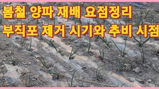 봄철 양파 재배 요점정리 및 부직포 제거 시기, 1차 추비 시점/Summary of spring onion planting points(농사의신)