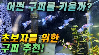 구피 추천! 구피어항 더이상 고민하지 마세요! 수초와도 잘어울리는 종류