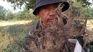 การขุดตะโกใต้ดิน หาทรงหาหน้าไม้บอนไซ