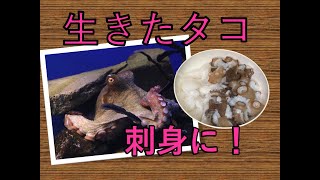 【料理編】生きたマダコを買ってさばいてみた。