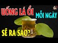 Về Già, UỐNG LÁ ỔI Kiểu Này Chữa Cả Đống BỆNH | THCS