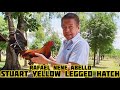 Stuart Yellow Legged Hatch - RGA Gamefarm - Rafael Nene Abello - Bacolod Philippines