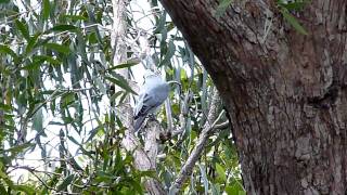 Black-faced Cuckoo-shrike 2011-02-27(1)