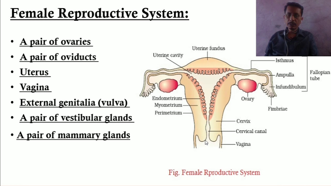 Female Reproductive System - YouTube