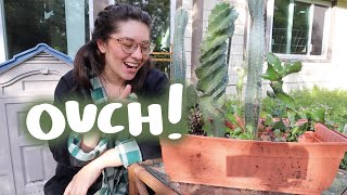 repotting all of my cactus & rearranging! | PLANT CHORES