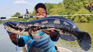 6 kg ഉള്ള കരിവാഹയെ പിടിച്ചു... 🙆‍♂️ | Toman Fishing | Snakehead fishing | Traditional fishing Videos