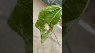 Domestic silk moth / worm