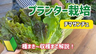 【野菜】チマサンチュのプランター栽培