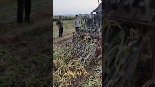 Onion farming machine  new farming technology   2021 #Shorts