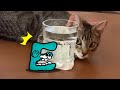 Extreme CAT Hide And Seek with Alphabet Lore | Funniest Cats And Dogs Videos - Woa Doodland