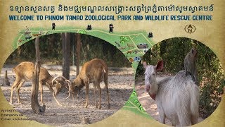 Welcome To Phnom Tamao Zoo (ឧទ្យានសួនសត្វភ្នំតាម៉ៅ សូមស្វាគមន៍)