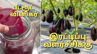 மாடித்தோட்டத்தில் இரட்டிப்பு அறுவடைக்கு|பீட்ரூட் வினிகர்