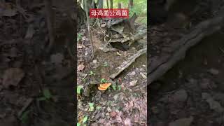 Hen of the woods chicken of the woods 母鸡菌 公鸡菌 可食用菌 edible mushrooms