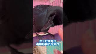 ハウス‼完璧‼もこもこカラスのノノラ2022/12/25KUPPI the Crow