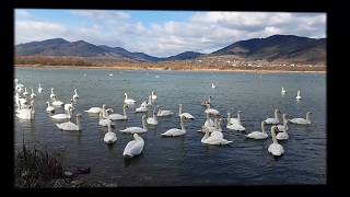 Lacul cu lebede din Neamț