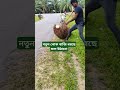 নতুন লোক বাজি ধরছে ফল উঠানো অতপর malaysia palm papaya malay funny agriculture মালয়েশিয়া