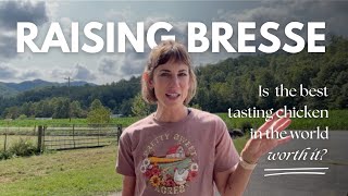 BRESSE (BROILER) CHICKENS: are the best tasting chicken in the world worth it?