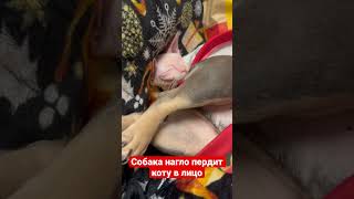 Собака нагло пердит коту в лицо