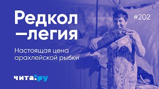 Настоящая цена арахлейской рыбки