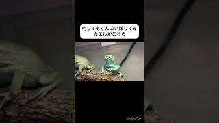 何してもすんごい顔してるカエルがこちら🐸