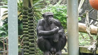 多摩のおとなしいチンパンジーたち「騙されないぞ🐵」(TamaZoo's tame chimpanzees \